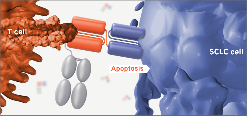 IMDELLTRA® attacking the activated T cells