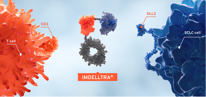 IMDELLTRA® connects T cells to DLL3-expressing SCLC cells via CD3 and DLL3 targeting