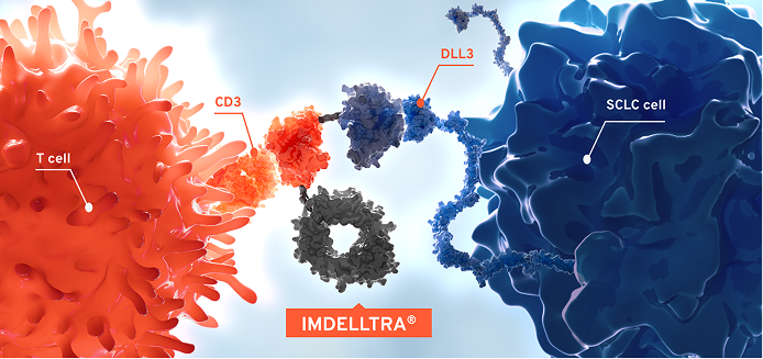 IMDELLTRA® binds CD3 on T cells and DLL3 on SCLC cells, bringing them into proximity