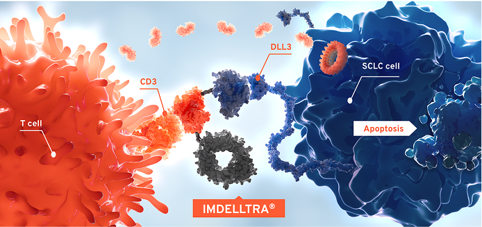 IMDELLTRA® activates T cells to kill DLL3-expressing SCLC cells, leading to apoptosis